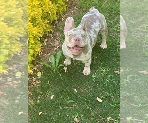 Mother of the French Bulldog puppies born on 04/04/2025