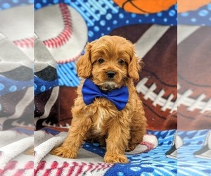 Cavalier King Charles Spaniel-Poodle (Toy) Mix Puppy for sale in LANCASTER, PA, USA
