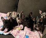 Image preview for Ad Listing. Nickname: Litter of 4