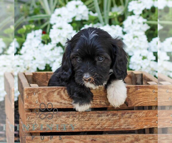 Medium Photo #5 Cavapoo (Miniature) Puppy For Sale in ELIZABETHTOWN, PA, USA
