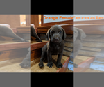 Small Photo #6 Labrador Retriever Puppy For Sale in BRADLEYVILLE, MO, USA