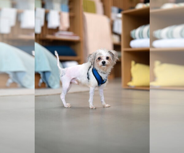 Medium Photo #2 Mutt Puppy For Sale in Marina Del Rey, CA, USA