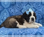Small Photo #2 Saint Bernard Puppy For Sale in AIRVILLE, PA, USA