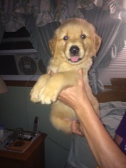 Golden Retriever Puppy for sale in KINGSPORT, TN, USA