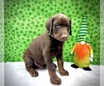 Puppy Green Collar Doberman Pinscher