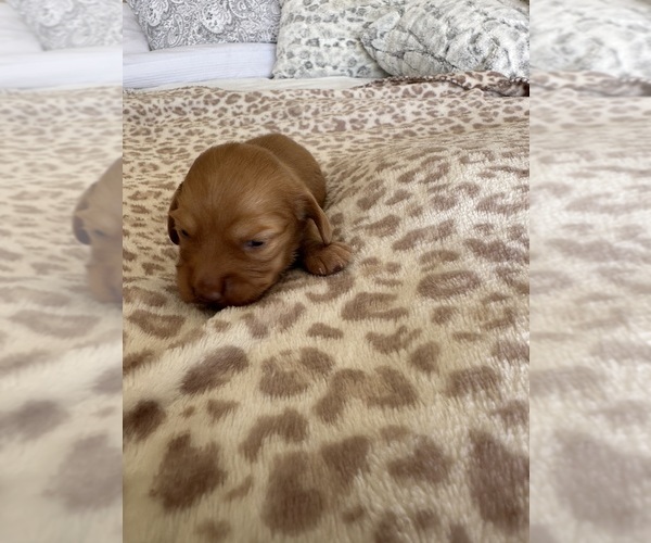 Medium Photo #5 Dachshund Puppy For Sale in SAN DIEGO, CA, USA
