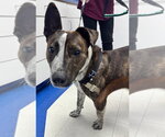 Small #11 Mutt