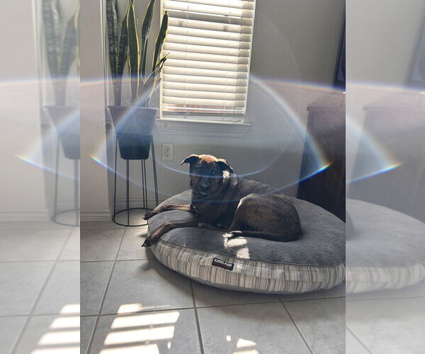 Medium Photo #2 Plott Hound-Unknown Mix Puppy For Sale in Oak Bluffs, MA, USA