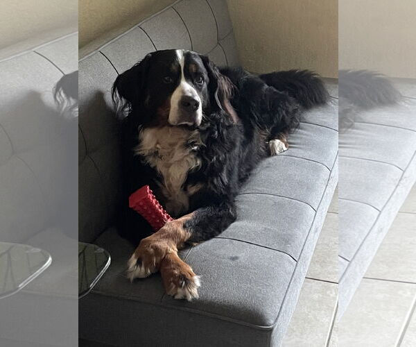 Medium Photo #2 Bernese Mountain Dog Puppy For Sale in Miami, FL, USA
