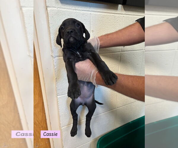 Medium Photo #1 Boweimar Puppy For Sale in Brewster, NY, USA