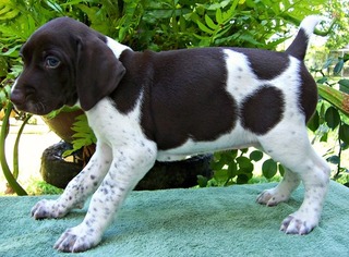 German Shorthaired Pointer Puppy for sale in ELBERTA, AL, USA