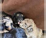 Small Photo #4 F2 Aussiedoodle Puppy For Sale in OLIVE BRANCH, MS, USA