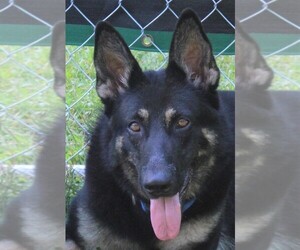Mother of the German Shepherd Dog puppies born on 06/07/2025