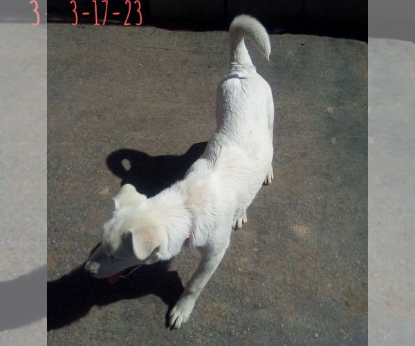 Medium Photo #9 Mutt Puppy For Sale in Apple Valley, CA, USA