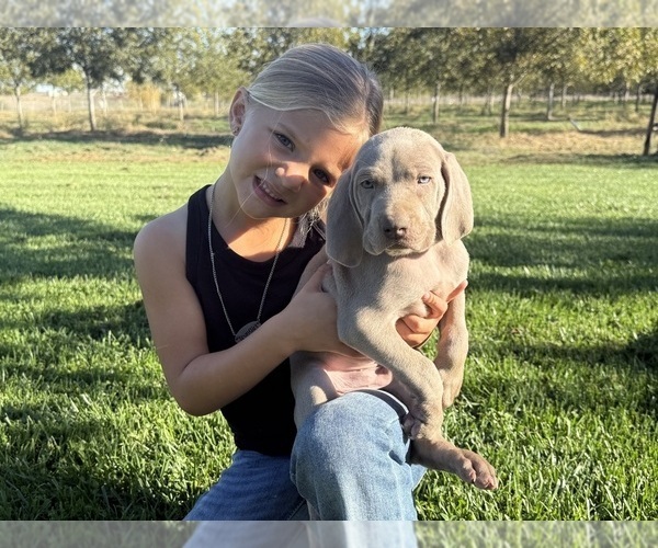 Medium Photo #6 Weimaraner Puppy For Sale in WILLOWS, CA, USA