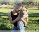 Puppy Puppy 1 Weimaraner