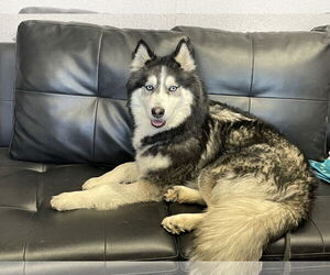 - Mix Dogs for adoption in El Centro, CA, USA