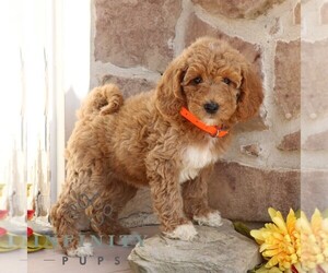 Goldendoodle Puppy for sale in GORDONVILLE, PA, USA