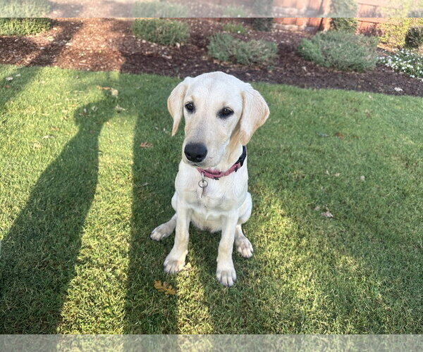 Medium Photo #3 Labrador Retriever Puppy For Sale in Clovis, CA, USA