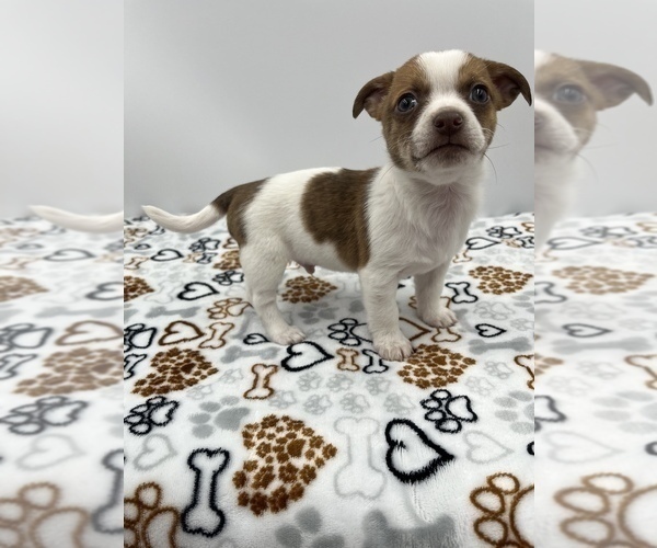 Medium Photo #7 Jack Chi Puppy For Sale in SAINT AUGUSTINE, FL, USA