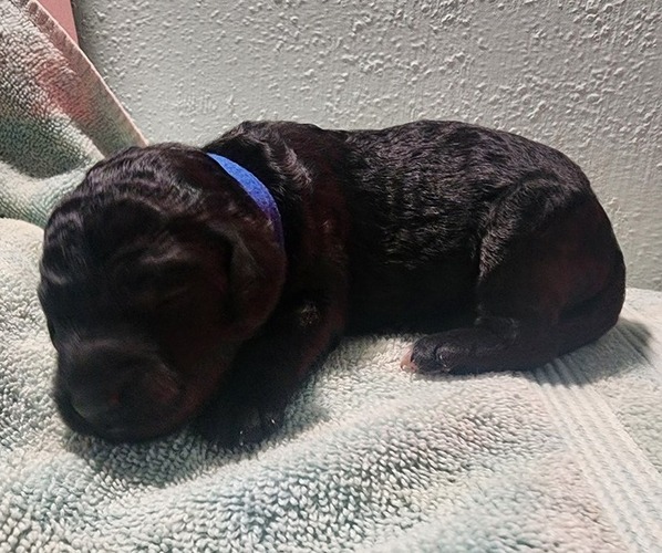 Medium Photo #35 Poodle (Standard) Puppy For Sale in CLAYTON, WA, USA