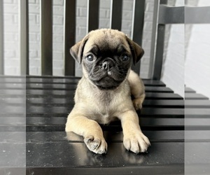 Pug Puppy for sale in FRANKLIN, IN, USA