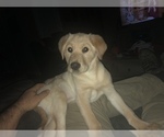 Small Photo #1 Labrador Retriever Puppy For Sale in DE MOSSVILLE, KY, USA