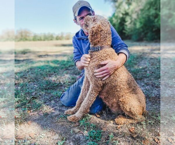 Medium Photo #36 Poodle (Standard) Puppy For Sale in WAGENER, SC, USA