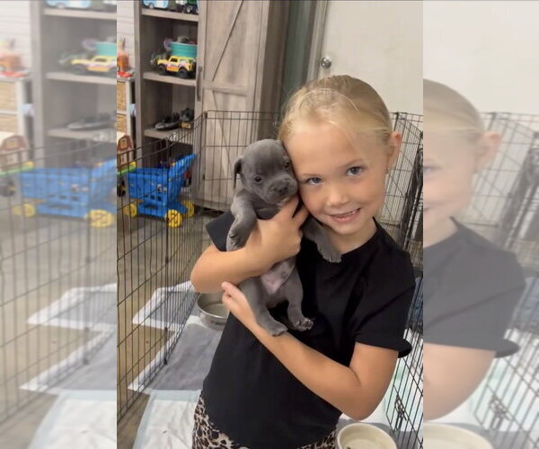 Medium Photo #2 Miniature Schnauzer-Unknown Mix Puppy For Sale in Mooresville, NC, USA