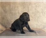 Small #8 Labrador Retriever