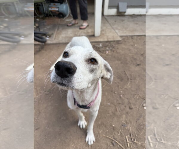 Medium Photo #3 Mutt Puppy For Sale in Fort Collins, CO, USA