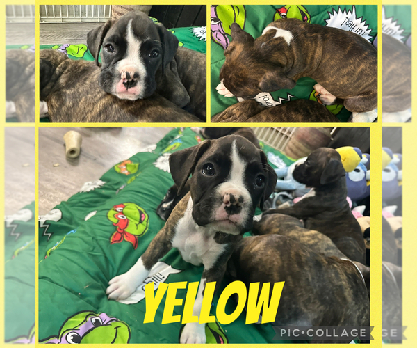 Medium Photo #12 Boxer Puppy For Sale in RALEIGH, NC, USA