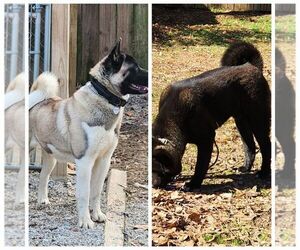 Akita Litter for sale in MEM, TN, USA