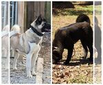 Small Akita