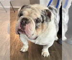 Small Bulldog