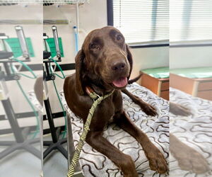 Labrador Retriever-Unknown Mix Dogs for adoption in New York, NY, USA