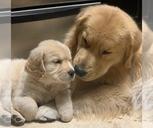 English Cream Golden Retriever Puppy for sale in BULL VALLEY, IL, USA