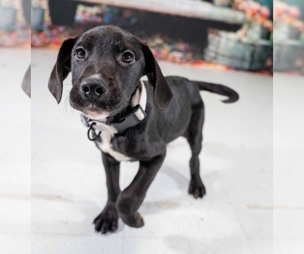 Medium Photo #1 Great Dane-Retriever  Mix Puppy For Sale in Springdale, PA, USA