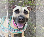 Small #1 American Staffordshire Terrier Mix