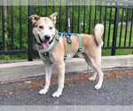 Small #4 Siberian Husky Mix