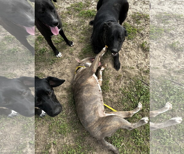 Medium Photo #5 American Pit Bull Terrier-Unknown Mix Puppy For Sale in Corning, AR, USA