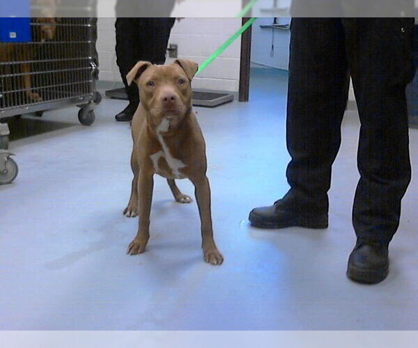 Medium Photo #1 Mutt Puppy For Sale in Fayetteville, NC, USA