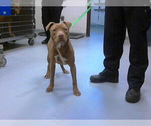 Mutt Dogs for adoption in Fayetteville, NC, USA