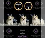 Small Photo #69 Maltipoo (Miniature) Puppy For Sale in WARSAW, IN, USA
