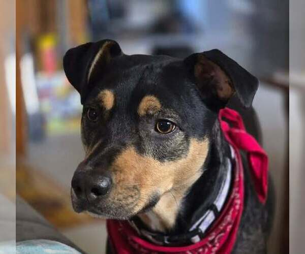 Medium Photo #5 Mutt Puppy For Sale in New York, NY, USA