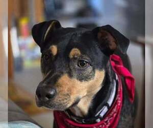 Kiwi (GA) - Female Mutt Dog for Adoption - Photo #5