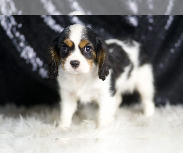 Medium Photo #3 Cavalier King Charles Spaniel Puppy For Sale in WARSAW, IN, USA