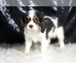 Small #2 Cavalier King Charles Spaniel