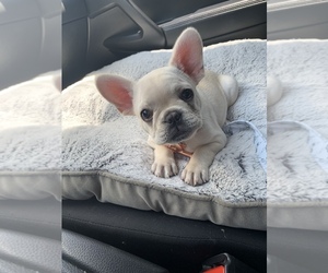 French Bulldog Puppy for sale in TAMPA, FL, USA