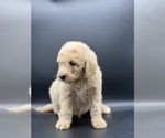 Small Photo #7 Goldendoodle Puppy For Sale in MARYVILLE, MO, USA